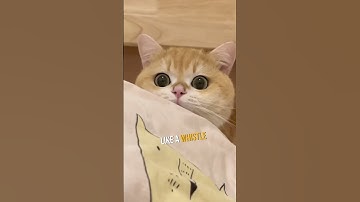 Teach Your Cat to Respond to Their Name!