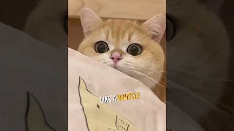 Teach Your Cat to Respond to Their Name!