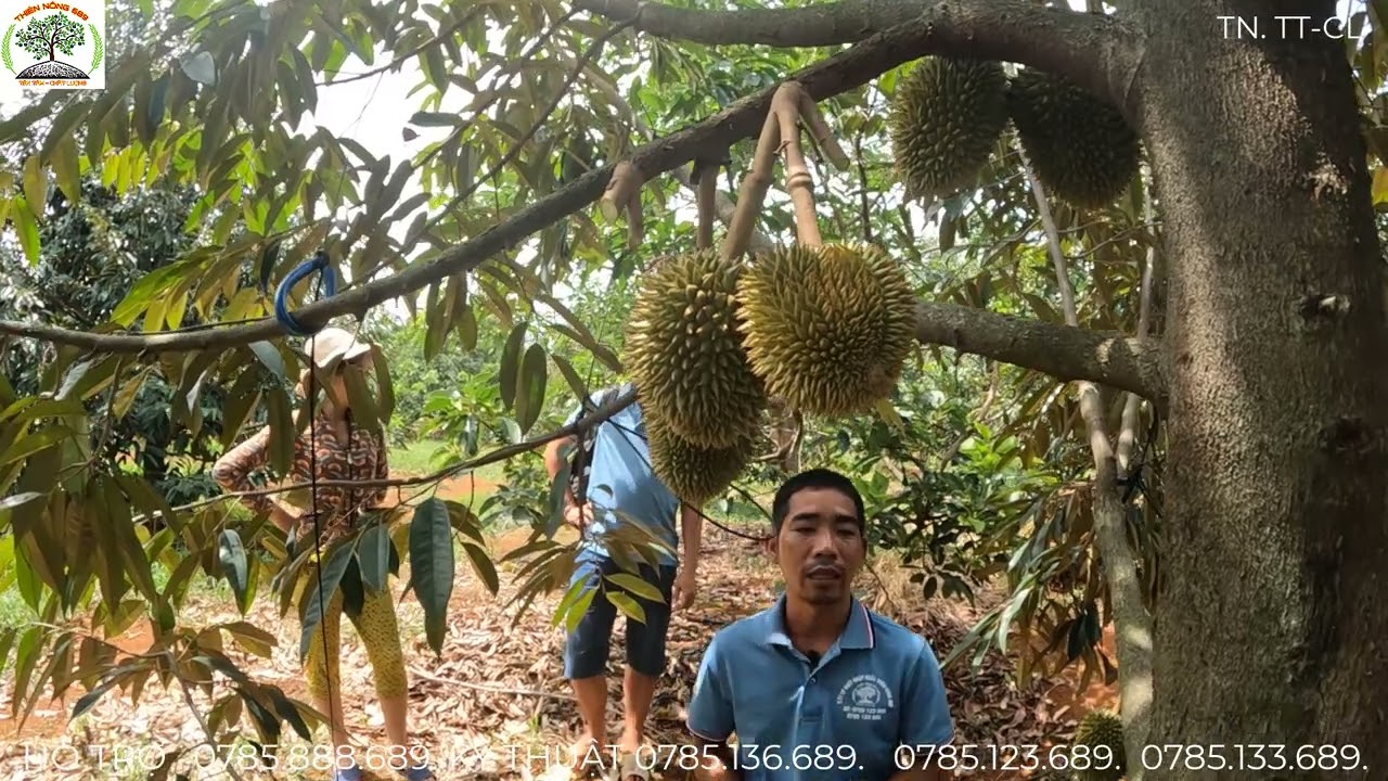 KỸ THUẬT CHĂM SÓC SẦU RIÊNG KHI NUÔI TRÁI