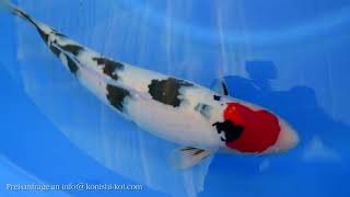 Konishi Ikeage 2017: Tancho Sanke, 2 Jahre, weiblich, 49cm (0516)