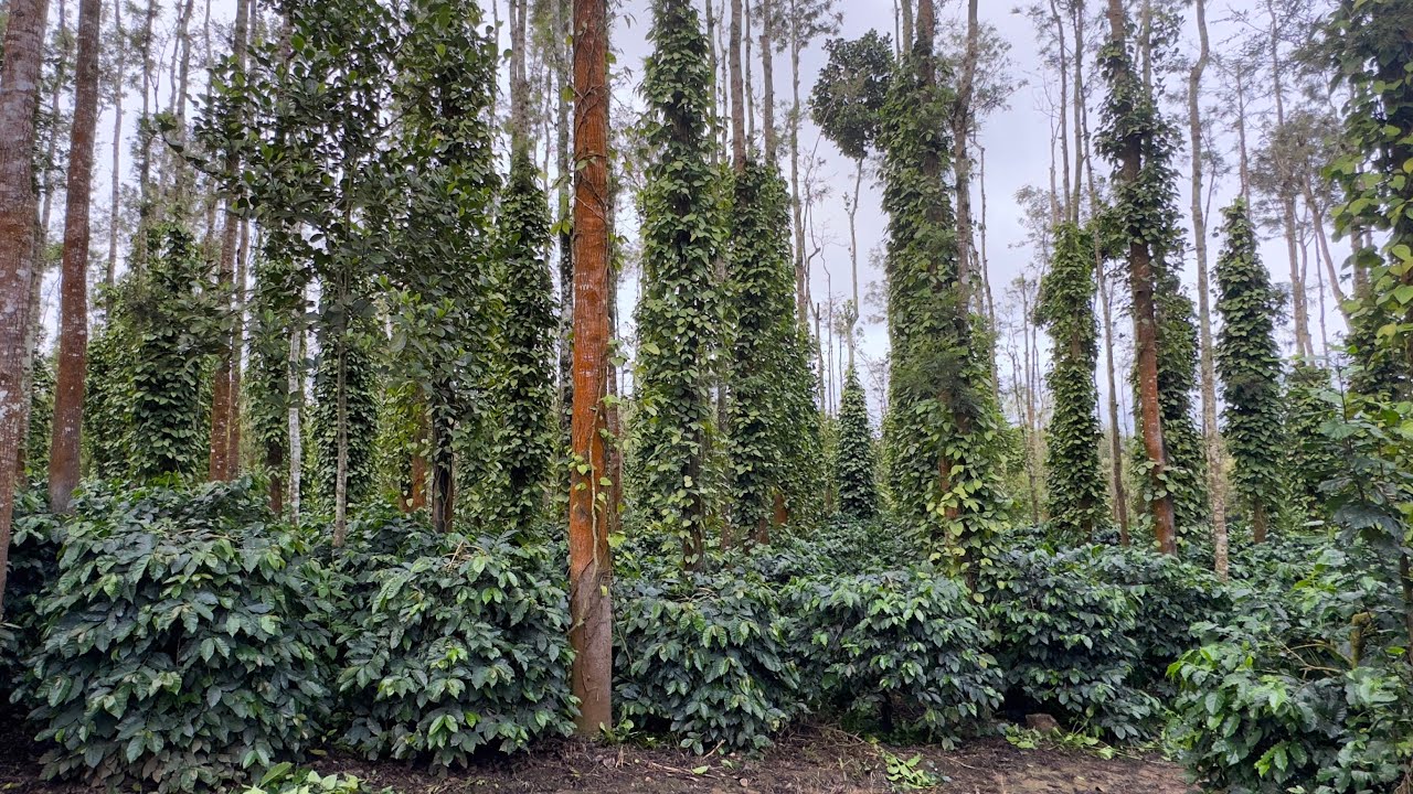 5 acres well maintained estate for sale in between belur mudigere 🌴