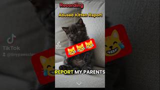 Kitty Cat Takeover #kitten #cat #funny