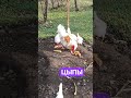 #куры #chicken #еда #обед