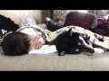 ごろごろ shiba inu