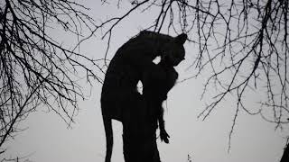 Leopard cub in a tree, eating a hyena carcass, Namibia