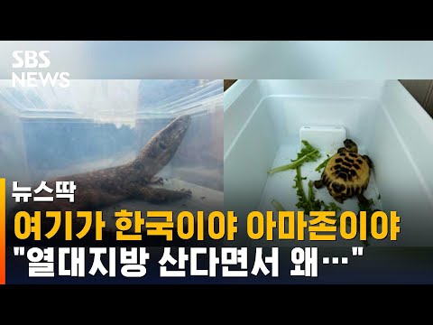 여기가 한국이야 아마존이야…외래 특이종 잇따라 발견 / SBS / 뉴스딱