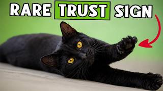 If Your Cat Does These 5 Things, You’ve Earned Their Deepest Trust 🐈