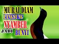 RESPON CEPAT !!! AMPUH Merangsang EMOSI Gak Perlu Lama Murai Batu diam ikut BUNYI jadi GACOR