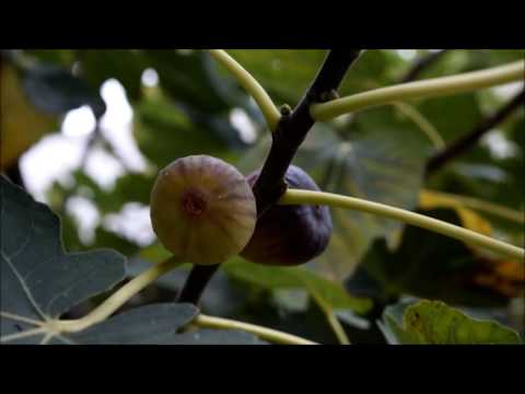 Video: Caída de la fruta de la higuera - Cómo arreglar la caída de la fruta de la higuera del árbol