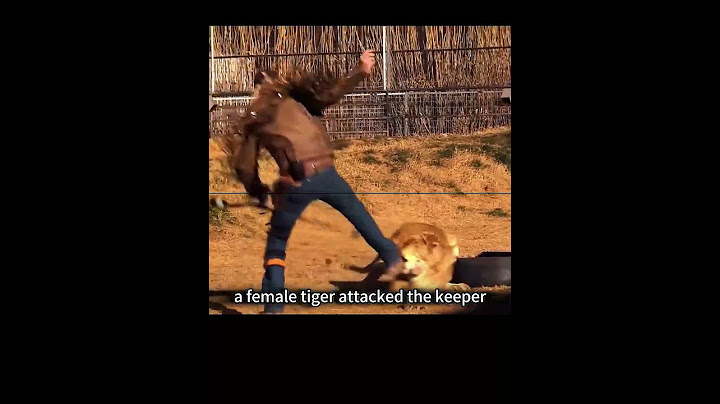 🐯🚨 Heart-Stopping 60 Seconds! Keeper Illegally Enters Tiger Enclosure, Ambushed by Three Tigers!