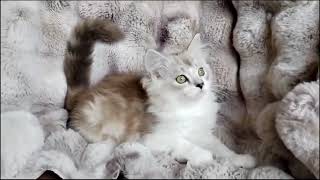 Sable classic tabby and white Ragamuffin by Velvet RagaMuffin Kittens 302 views 3 months ago 1 minute, 26 seconds