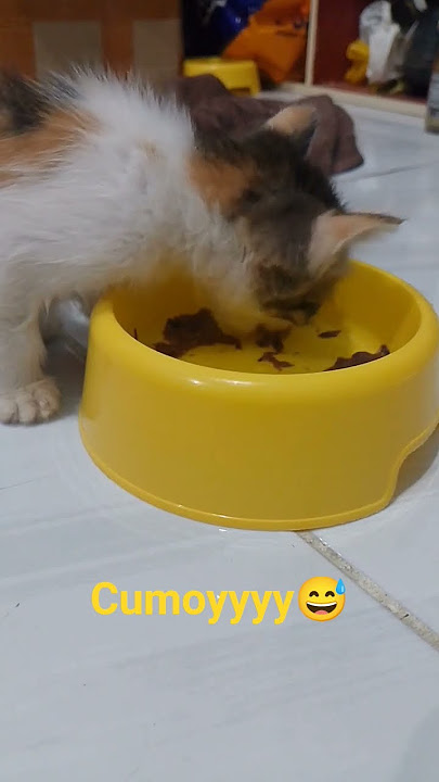 Cumoyy 😅 #cat #catlovers #catvideos #yt #shorts #kucinglucu #kucing #sakura #kitten #kids #cute