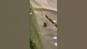Don’t Watch This If You’re Afraid Of Spiders! 🕷