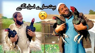 Mini Zoo Aseel Murga Se Full Hugya 🥱