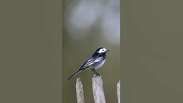 White Wagtail Bird Call صوت ام سكعكع مرطيز 