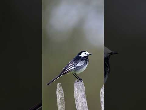 صوت ام سكعكع مرطيز