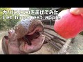 カバにリンゴをあげてみた。Let hippo eat apple