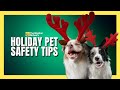 Holiday Pet Safety: Tips to Keep Your Furry Friends Safe