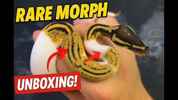 Unboxing My New Ball Python | Pastel Pied Paradox Morph Reveal 🐍