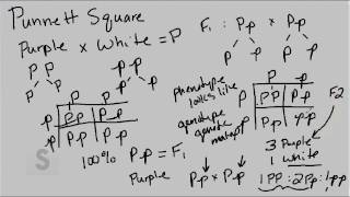 Saylor.org BIO305: Lynn Carpenter's "The Punnett Square"