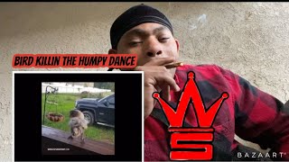 Wshh ( bird doin the humpy dance ) Reaction