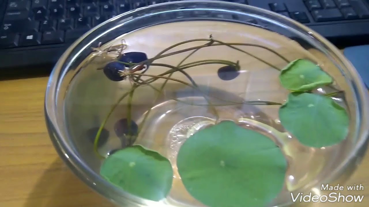 Lotus plant from lotus seeds Bengali YouTube