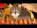 「どんぐりと山猫」宮沢賢治 を 朗読カフェ 声優・ナレーターの喜多川拓郎が朗読します。