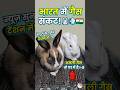 India's Gas Crisis? 🇮🇳 Chogu &amp; Bogu are Worried! 😂 #Shorts #rabbitfunnyvideos #pets