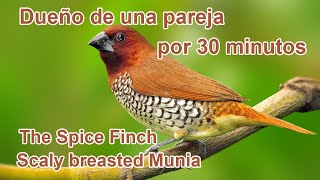 Finche Spice Scaly Breasted Munia,  Dueño por 30 minitos