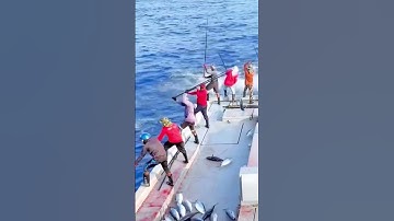 Câu cá ngừ đại dương #fishing #shorts