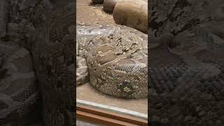Rock Python 🔥🔥🔥 #shorts