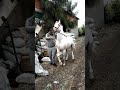 طنطا اخناواي غرببه طنطا اخناواي غرببه
