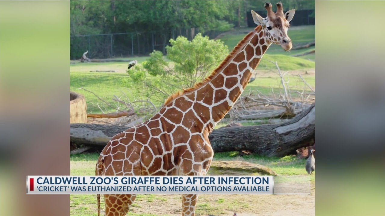 Caldwell Zoo’s giraffe euthanized due to severe infection