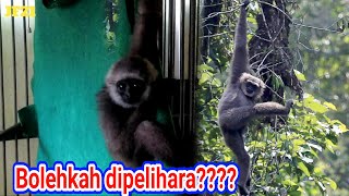 Download Lagu Apakah boleh memelihara Owa-owa?? MP3