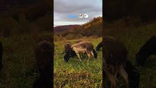 Наші 🐏🐑 shorts #2025 #ukraine #dorper #sheep #вівці #закарпаття #черник #село #вівці #відпочинок