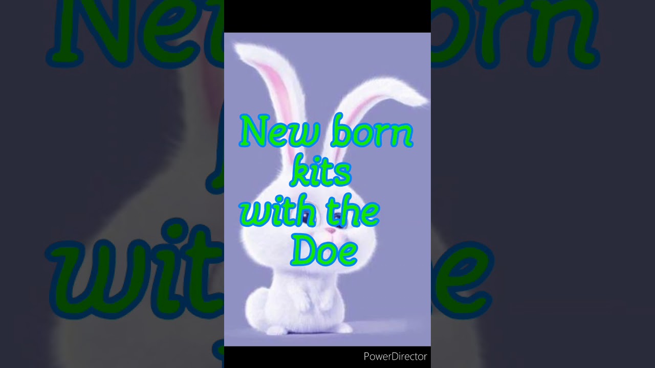 Cute new born bunnies 