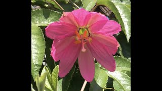 How to pollinate banana passionfruit by hand