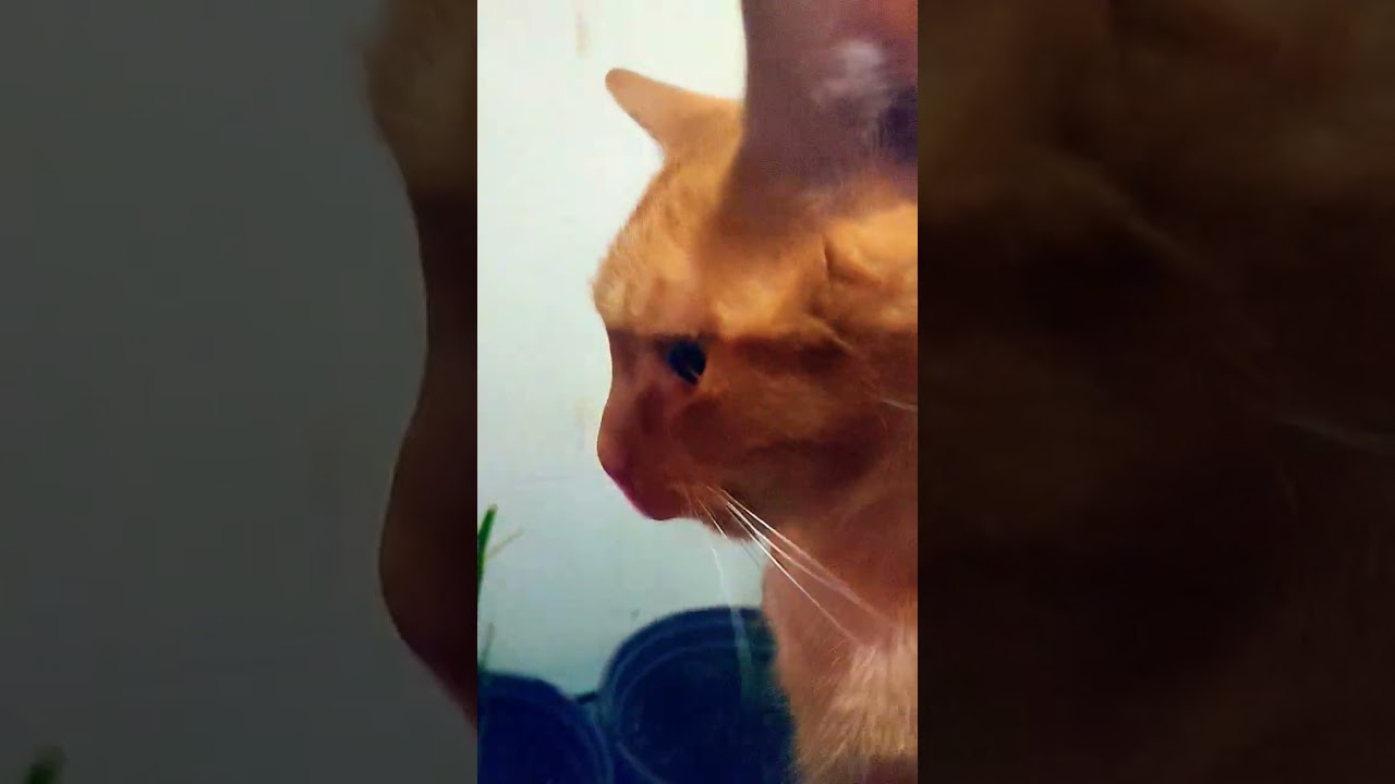 Yeah!!!#cat #viralvideo #ytshorts #trendingshorts