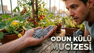 Bahçede Odun Külü Mucizesi Bitkileri Coşturan Doğal Gübre