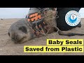 3 Baby Seals Rescued from Plastic