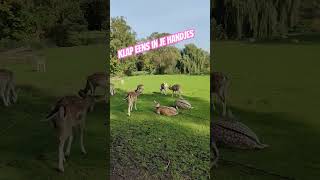 Hollandaca Çocuk Şarkısı Eşliğinde Karacaların Bulunduğu Dierentuin. A1 A2 Kurs Cursus. Hollanda