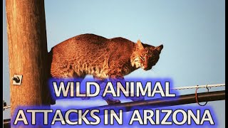 Wild Animals Attack Humans in Arizona?