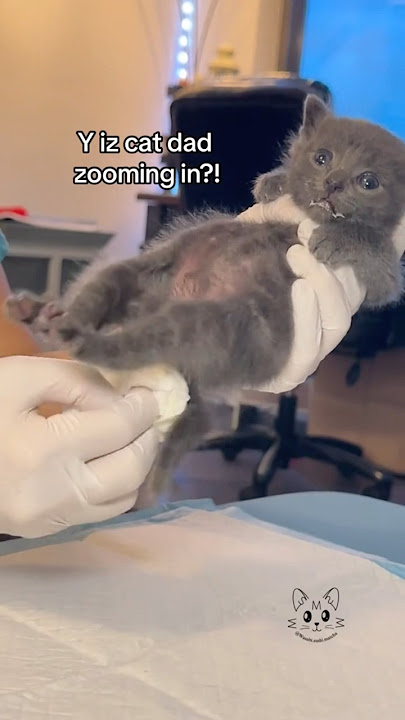Stimulating orphaned baby kittens to go potty 🚽💩👀‼️ #bottlebabykitten #rescuekitten #orphanbaby
