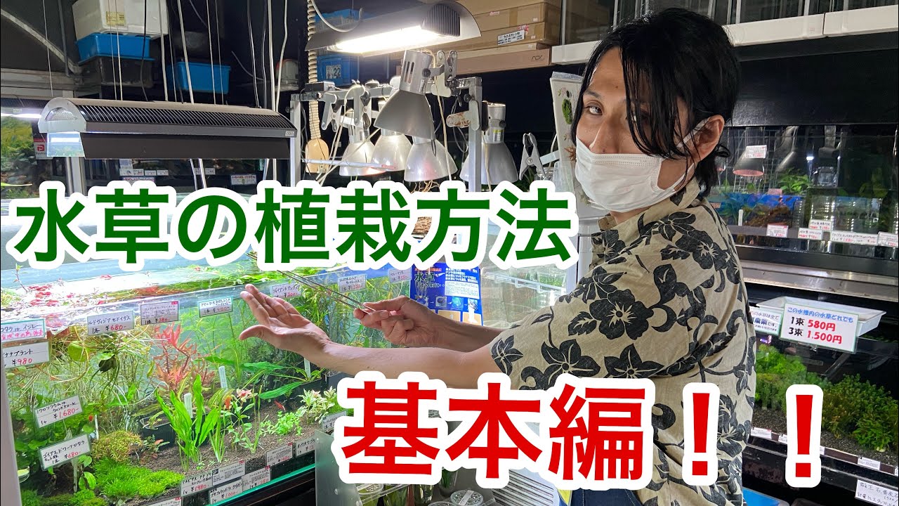 アクアショップ店長が教える水草の植栽方法！！ - YouTube