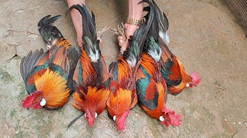 Gà Rừng Đẹp Về Với Khách Hàng Thanh Hoá