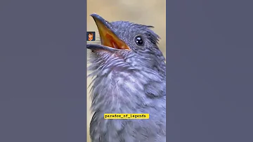 عجیبترین صداهای حیوانات 
