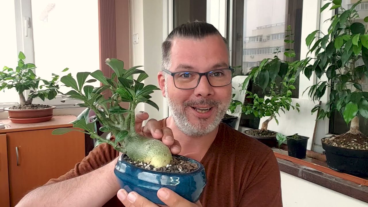 Alternativa la Ficus Ginseng - Partea #1 | Ra Bonsai