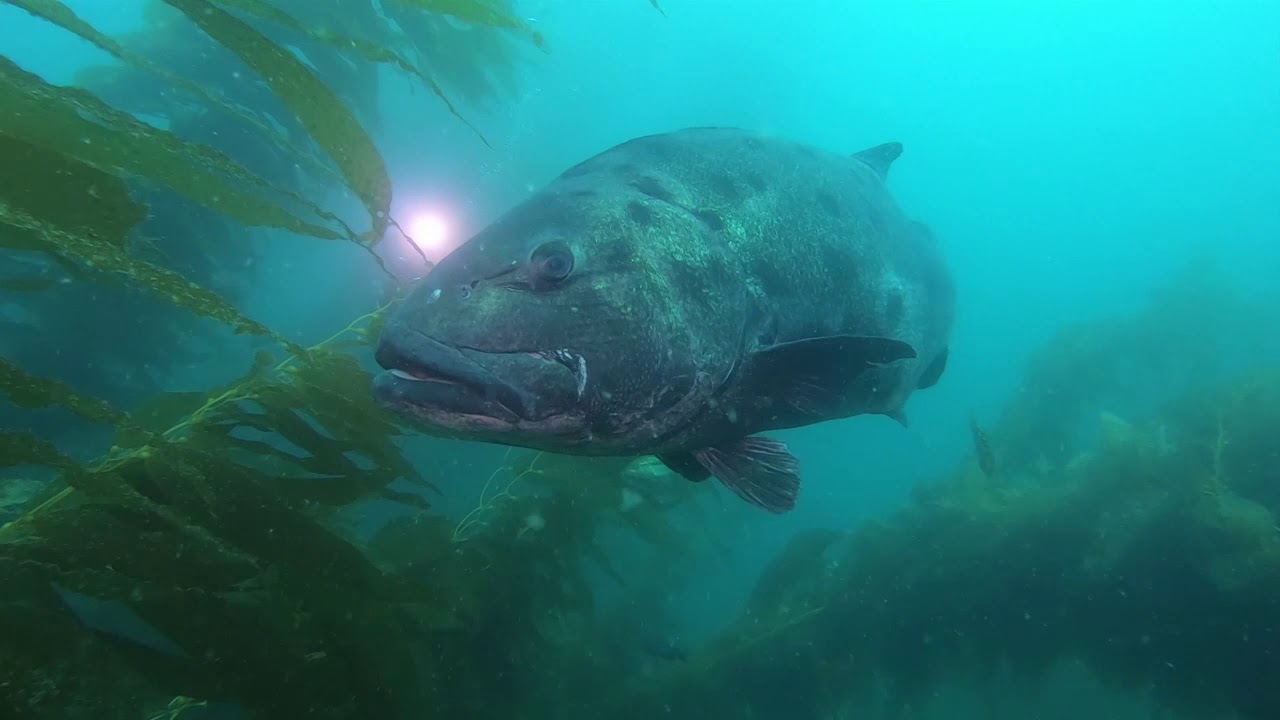 In Search of Giant Black Sea Bass, Catalina Island 2019