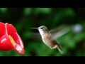 Calliope hummingbird  the smallest north american bird