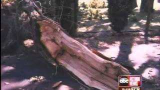 Determining fault after a tree falls on neighbor's building